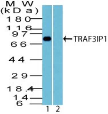 Western Blot: TRAF3IP1 Antibody [NBP2-19011] - Analysis of TRAF3IP1 in mouse thymus lysate in the 1) absence and 2) presence of immunizing peptide probed with 1 ug/ml of TRAF3IP1 antibody. I goat anti-rabbit Ig HRP secondary antibody and PicoTect ECL substrate solution were used for this test.