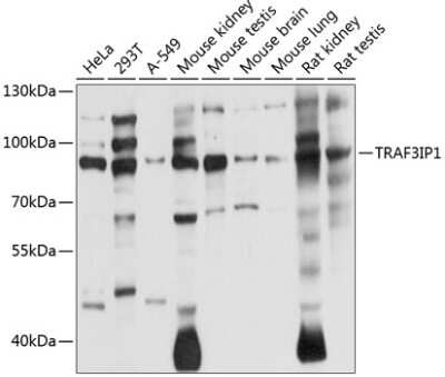 Western Blot: TRAF3IP1 Antibody [NBP2-93019] - Analysis of extracts of various cell lines, using TRAF3IP1 at 1:1000 dilution. Secondary antibody: HRP Goat Anti-Rabbit IgG (H+L) at 1:10000 dilution. Lysates/proteins: 25ug per lane. Blocking buffer: 3% nonfat dry milk in TBST. Detection: ECL Basic Kit . Exposure time: 3s.