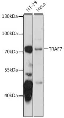 Western Blot: TRAF7 Antibody [NBP2-93316] - Analysis of extracts of various cell lines, using TRAF7 at 1:1000 dilution. Secondary antibody: HRP Goat Anti-Rabbit IgG (H+L) at 1:10000 dilution. Lysates/proteins: 25ug per lane. Blocking buffer: 3% nonfat dry milk in TBST. Detection: ECL Basic Kit . Exposure time: 15s.