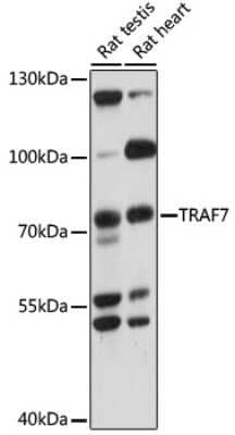 Western Blot: TRAF7 Antibody [NBP2-94409] - Analysis of extracts of various cell lines, using TRAF7 at 1000 dilution. Secondary antibody: HRP Goat Anti-Rabbit IgG (H+L) at 1:10000 dilution. Lysates/proteins: 25ug per lane. Blocking buffer: 3% nonfat dry milk in TBST. Detection: ECL Basic Kit . Exposure time: 15s.