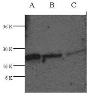 Western Blot: TRAIL/TNFSF10 Antibody [NB100-2056] - Analysis of recombinan human TRAIL at 1.0ug (A) 0.4ug (B) and 0.1ug (C).