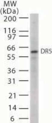 Western Blot: TRAILR2/TNFRSF10B Antibody - Azide Free [NB100-55744] - Analysis of 20 ug of whole cell lysates from HL60 cells with anti-TRAIL R2/TNFRSF10B  at 5 ug/ml.