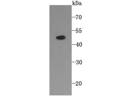 Western Blot: TRAILR2/TNFRSF10B Antibody (JA03-38) [NBP2-67225] - Analysis of DR5 on HL-60 cell using anti-DR5 antibody at 1/1,000 dilution.
