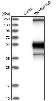 Western Blot: TRAILR2/TNFRSF10B Antibody [NBP1-85772] - Analysis in control (vector only transfected HEK293T lysate) and TNFRSF10B over-expression lysate (Co-expressed with a C-terminal myc-DDK tag (3.1 kDa) in mammalian HEK293T cells).