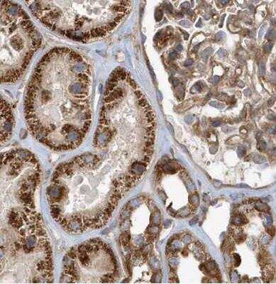 Immunohistochemistry-Paraffin: TRAIP Antibody [NBP1-87125] - Staining of human kidney using Anti-TRAIP antibody.