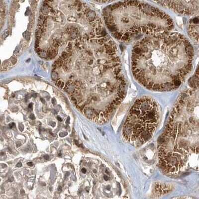 Immunohistochemistry-Paraffin: TRAIP Antibody [NBP2-48655] - Staining of human kidney.