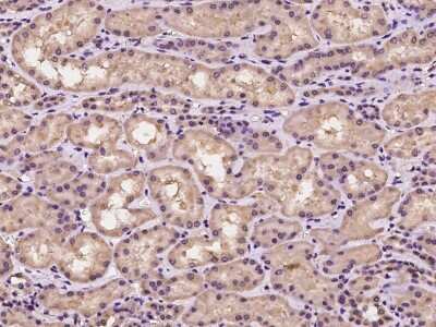 Immunohistochemistry-Paraffin: TRAIP Antibody [NBP2-97328] - Immunochemical staining of human TRAIP in human kidney with rabbit polyclonal antibody at 1:100 dilution, formalin-fixed paraffin embedded sections.