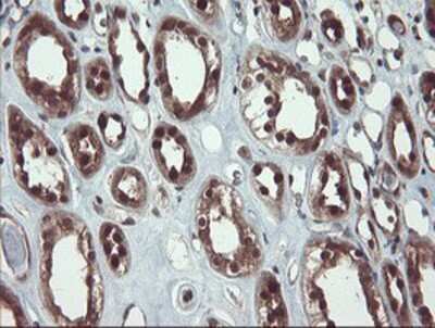 Immunohistochemistry: TRAIP Antibody (OTI2D4) - Azide and BSA Free [NBP2-74580] - Staining of paraffin-embedded Human Kidney tissue using anti-TRAIP mouse monoclonal antibody.