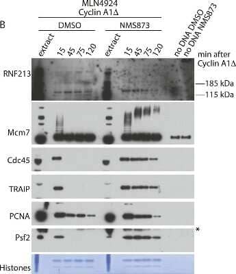 Western Blot: TRAIP Antibody [NBP1-87125] - TRAIP activity is required for Mcm7 ubiquitylation in mitosis. The same experiment from Fig 3B but with addition of the RNF213 blot. An asterisk 