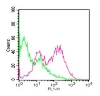 Flow Cytometry: TRANCE/TNFSF11/RANK L Antibody (12A380) [Alexa Fluor (R) 488] [NBP2-27389] -  Cell surface staining of RANKL in untreated mouse splenocytes (green) and 72 hour ConA-stimulated mouse splenocytes (red) using this antibody. 1 ug of RANKL antibody was used for this assay.