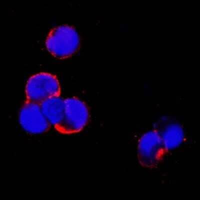 Immunocytochemistry/Immunofluorescence: TRANCE/TNFSF11/RANK L Antibody (12A668) - Azide Free [NB100-56593] - TRANCE was detected in immersion fixed mouse splenocytes using anti-human/mouse/rat mouse monoclonal antibody (Catalog # NB100-56512) for 1 hour at room temperature. Cells were stained using NL557 (red) fluorescent anti-mouse secondary antibodies (Catalog # NL007) and counterstained with DAPI (blue). Image using the standard format of this product.