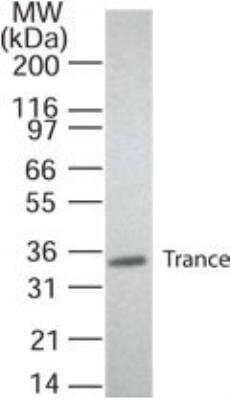 Western Blot: TRANCE/TNFSF11/RANK L Antibody (12A668) - Azide Free [NB100-56593] - Analysis of transfected cell lysate was probed with 2 ug of Trance antibody.