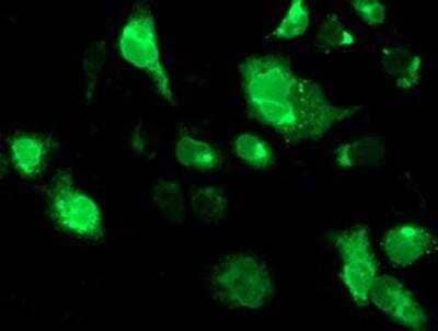 Immunocytochemistry/Immunofluorescence: TRAP alpha Antibody (4C7) [NBP2-01026] - Staining of COS7 cells transiently transfected by pCMV6-ENTRY TRAP alpha.