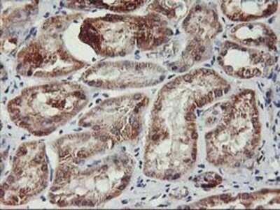 Immunohistochemistry-Paraffin: TRAP1 Antibody (1H8) [NBP2-01707] - Staining of paraffin-embedded Human Kidney tissue using anti-TRAP1 mouse monoclonal antibody.