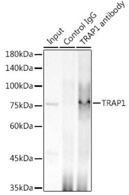 Immunoprecipitation: TRAP1 Antibody (1L8C1) [NBP3-16303] - Immunoprecipitation analysis of 300ug extracts of HCT116 cells using 3ug TRAP1 antibody (NBP3-16303). Western blot was performed from the immunoprecipitate using TRAP1 antibody (NBP3-16303) at a dilition of 1:500.