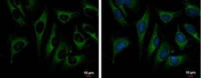 <b>Genetic Strategies Validation. </b>Immunocytochemistry/Immunofluorescence: TRAP1 Antibody [NBP1-32097] - HeLa cells were fixed in ice-cold MeOH for 5 min. Green: TRAP1 protein stained by TRAP1 antibody  diluted at 1:1000. Blue: Hoechst 33342 staining. Scale bar = 10 um.