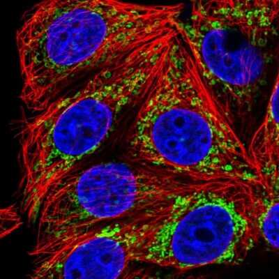 <b>Independent Antibodies Validation. </b>Immunocytochemistry/Immunofluorescence: TRAP1 Antibody [NBP2-47597] - Immunofluorescent staining of human cell line MCF7 shows localization to mitochondria.