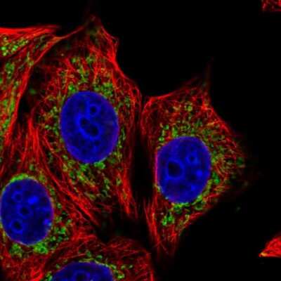 <b>Independent Antibodies Validation. </b>Immunocytochemistry/Immunofluorescence: TRAP1 Antibody [NBP2-47598] - Immunofluorescent staining of human cell line MCF7 shows localization to mitochondria.