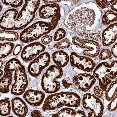 Immunohistochemistry: TRAP1 Antibody [NBP2-47598] - Staining of human kidney shows strong granular cytoplasmic positivity in cells in tubules. Moderate staining was observed in cells in glomeruli.