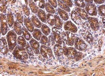 Immunohistochemistry-Paraffin: TRAP1 Antibody [NBP1-32097] - Paraffin-embedded mouse intestine. TRAP1 antibody  dilution: 1:500.