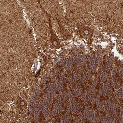 Immunohistochemistry-Paraffin: TRAP1 Antibody [NBP2-47597] - Staining of human cerebellum shows moderate to strong granular cytoplasmic positivity in Purkinje cells.