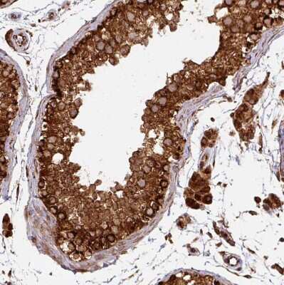 Immunohistochemistry-Paraffin: TRAP1 Antibody [NBP2-47597] - Staining of human testis shows moderate to strong granular cytoplasmic positivity in seminiferous ducts.