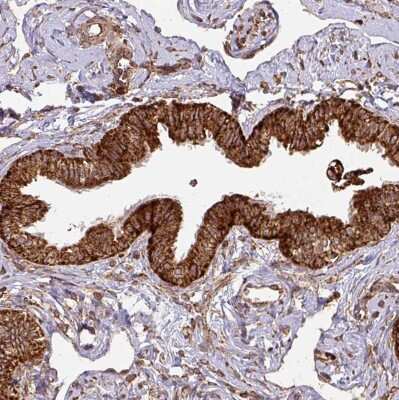 Immunohistochemistry-Paraffin: TRAP1 Antibody [NBP2-47597] - Staining of human fallopian tube shows strong to very strong granular cytoplasmic positivity in glandular cells.