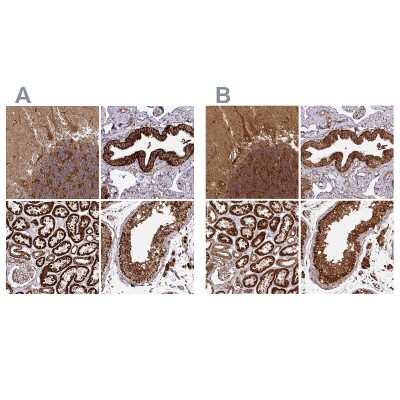 <b>Independent Antibodies Validation. </b>Immunohistochemistry-Paraffin: TRAP1 Antibody [NBP2-47598] - Staining of human cerebellum, fallopian tube, kidney and testis using Anti-TRAP1 antibody NBP2-47598 (A) shows similar protein distribution across tissues to independent antibody NBP2-47597 (B).