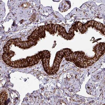 Immunohistochemistry-Paraffin: TRAP1 Antibody [NBP2-47598] - Staining of human fallopian tube shows strong to very strong granular cytoplasmic positivity in glandular cells.