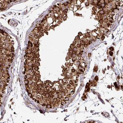 Immunohistochemistry-Paraffin: TRAP1 Antibody [NBP2-47598] - Staining of human testis shows moderate to strong granular cytoplasmic positivity in seminiferous ducts.