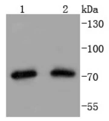 Western Blot: TRAP1 Antibody (SD08-71) [NBP2-67785] - Analysis of Hsp75 on different lysates using anti-Hsp75 antibody at 1/1,000 dilution. Positive control: Lane 1: Hela Lane 2: 293T