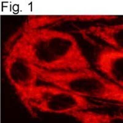 Immunocytochemistry/Immunofluorescence: TRAP1 Antibody (TRAP1-6) [NB300-555] - Immunolocalization of TRAP1 in PC-3-M cells.