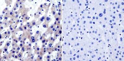 Immunohistochemistry-Paraffin: TRAP1 Antibody (TRAP1-6) [NB300-555] - Normal biopsies of deparaffinized Human liver tissue, dilution of 1:20.