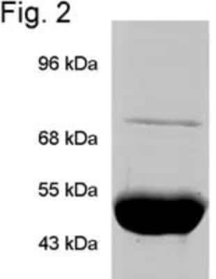 Western Blot: TRAP1 Antibody (TRAP1-6) [NB300-555] - Figure 2 illustrates IP of TRAP1 visualized by Coomassie Blue staining.