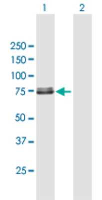 Western Blot: TRAP1 Antibody [H00010131-B01P] - Analysis of TRAP1 expression in transfected 293T cell line by TRAP1 polyclonal antibody.  Lane1:TRAP1 transfected lysate(77.44 KDa). Lane2:Non-transfected lysate.