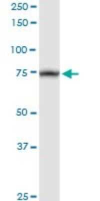 Western Blot: TRAP1 Antibody [H00010131-D01P] - Analysis of TRAP1 expression in human kidney.