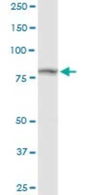 Western Blot: TRAP1 Antibody [H00010131-D01P] - Analysis of TRAP1 expression in mouse kidney.