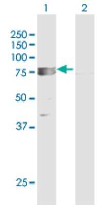 Western Blot: TRAP1 Antibody [H00010131-D01P] - Analysis of TRAP1 expression in transfected 293T cell line by TRAP1 polyclonal antibody.Lane 1: TRAP1 transfected lysate(80.00 KDa).Lane 2: Non-transfected lysate.