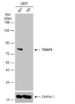 Western Blot: TRAP1 Antibody [NBP1-32097] - Wild-type (WT) and TRAP1 knockout (KO) 293T cell extracts (30 ug) were separated by 7.5% SDS-PAGE, and the membrane was blotted with TRAP1 antibody diluted at 1:500. HRP-conjugated anti-rabbit IgG antibody was used to detect the primary antibody.