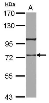 Western Blot: TRAP1 Antibody [NBP2-20700] - Sample (30 ug of whole cell lysate) A: A431 7. 5% SDS PAGE gel, diluted at 1:3000.