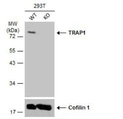 Western Blot: TRAP1 Antibody [NBP2-20700] - Wild-type (WT) and TRAP1 knockout (KO) 293T cell extracts (30 ug) were separated by 7.5% SDS-PAGE, and the membrane was blotted with TRAP1 antibody diluted at 1:1000. HRP-conjugated anti-rabbit IgG antibody was used to detect the primary antibody.