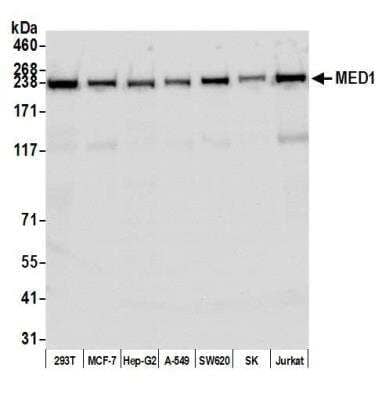 Western Blot: TRAP220/MED1 Antibody (BLR037F) [NBP2-76407] - Detection of human MED1 by WB of HEK293T, MCF-7, Hep-G2, A-549, SW620, SK-MEL-28 (SK), and Jurkat lysate. Antibody: Rabbit anti-MED1 recombinant monoclonal [BLR037F] (NBP2-76407). Secondary: HRP-conjugated goat anti-rabbit IgG.