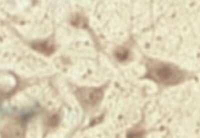 Immunohistochemistry TRAPPC1 Antibody - Azide and BSA Free