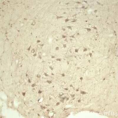 Immunohistochemistry TRAPPC1 Antibody - Azide and BSA Free