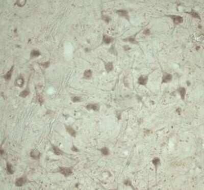 Immunohistochemistry TRAPPC1 Antibody - Azide and BSA Free