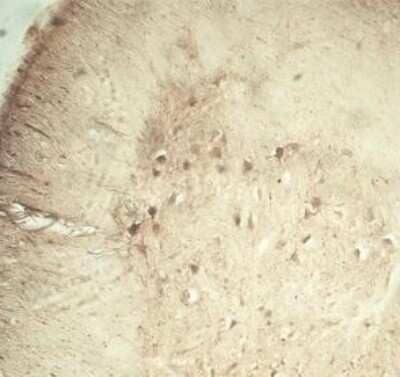 Immunohistochemistry: TRAPPC1 Antibody [NB100-98811] - IHC on rat spinal cord using Rabbit antibody to TPPC1 at 1 : 2000 dilution. Pre-absorption of the antibody with the immunising peptide completely abolishes the immunostaining (not shown).