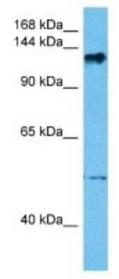 Western Blot TRAPPC11 Antibody - BSA Free
