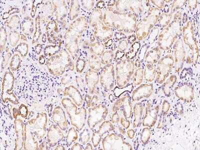 Immunohistochemistry-Paraffin: TRAPPC2L Antibody [NBP2-98640] - Immunochemical staining of human TRAPPC2L in human stomach with rabbit polyclonal antibody at 1:500 dilution, formalin-fixed paraffin embedded sections.