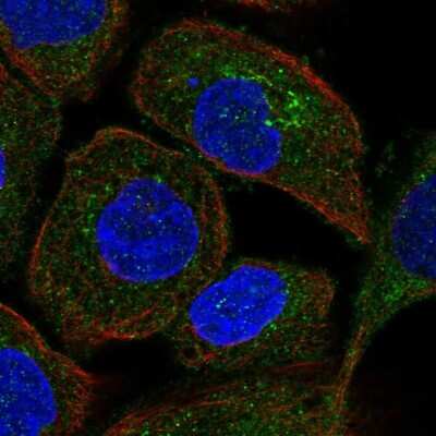 Immunocytochemistry/ Immunofluorescence TRAPPC3 Antibody