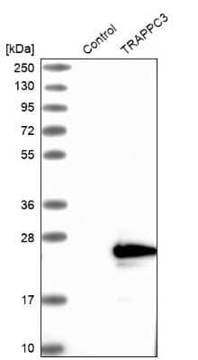 Western Blot TRAPPC3 Antibody